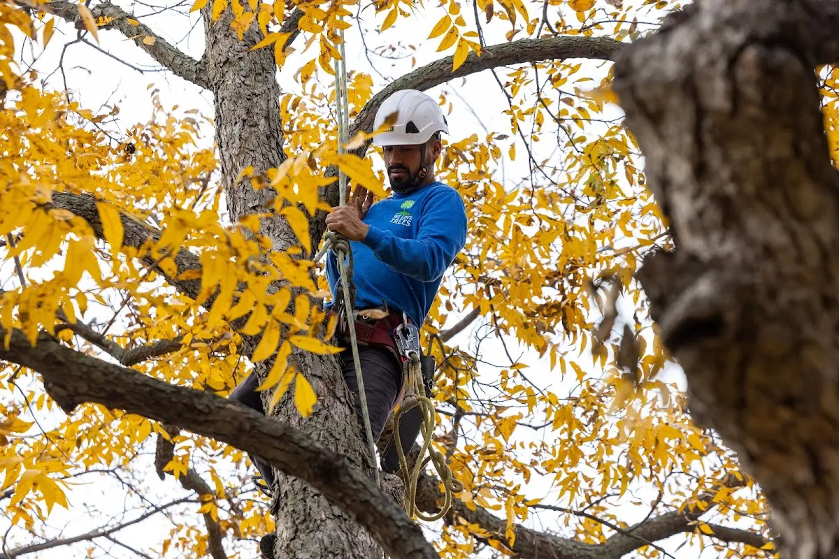 Skilled Tree Planting crew working in Grand Rapids
